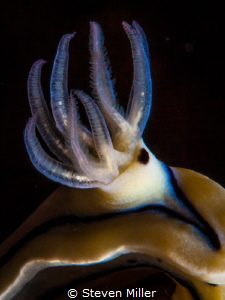 Ghost polyp Nudi detail by Steven Miller 
